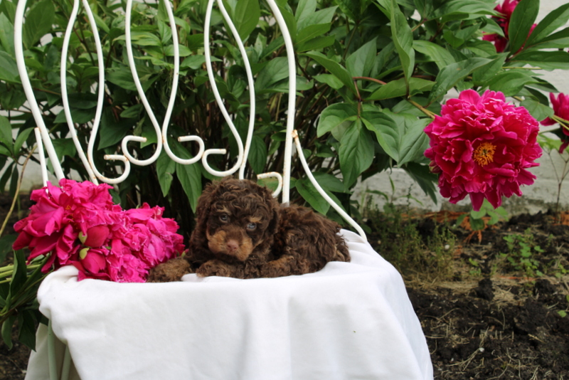 puppy, for, sale, , Matthew B. Stoltzfus, dog, breeder, Gap, PA, dog-breeder, puppy-for-sale, forsale, nearby, find, puppyfind, locator, puppylocator, aca